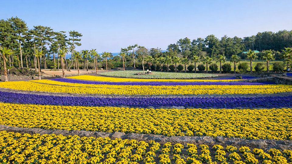 제주 삼달리 꽃밭 전경 사진