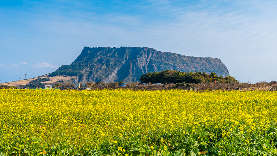 플레이스 캠프 졸띠 유채밭 전경 사진